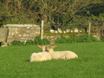 SX18036 Two lambs sun bathing.jpg